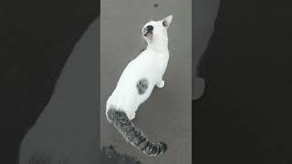 White Stray Cat on the Street [upl. by Lledraw587]