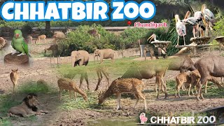 Chhatbir Zoo Chandigarh  zoological park  VLOG [upl. by Rayna]