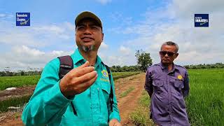 Mengatasi Padi Terkena Kresek [upl. by Tansy]