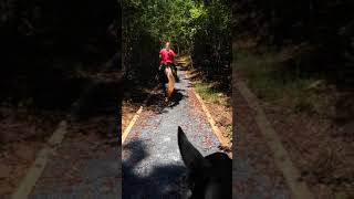 Uwharrie Horse Trails Tony trail toward Big Rocks [upl. by Nyvar]