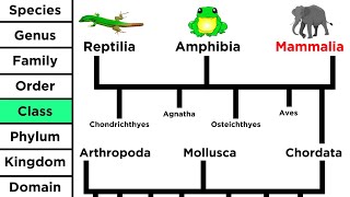 Phylogeny and the Tree of Life [upl. by Aihsena]