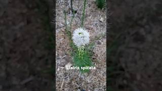 These Liatris Spicata are super fun and beautiful garden nativegarden [upl. by Okiman]