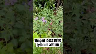 Texas native Winged loosestrife Lythrum alatum is a sweet addition to your garden butterflygarden [upl. by Eanej]