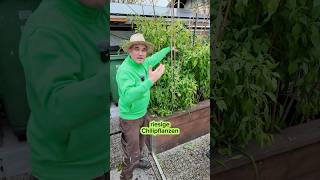 Hochbeet mit Chilipflanzen jetzt im November chili tipps video garten gardening garden [upl. by Dleifrag605]