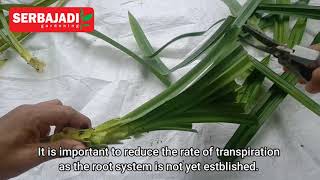 How to Grow Pandan From Stem Cutting [upl. by Kilroy]