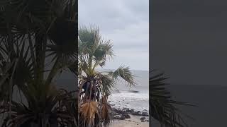 🥥 🌴 palm tree palmeiras tree sea beach [upl. by Wickman]