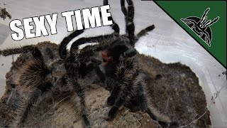 First tarantula mating [upl. by Willis]