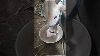 Our Cows licking Rock salt blocks happyly 😊 [upl. by Patrice360]