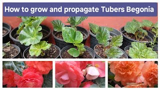 How to grow and propagate Tubers Begonia [upl. by Ainadi]