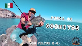 Pescamos “COCHITOS” en San Felipe Baja California 🇲🇽 pesca youtube viral nationalgeographic [upl. by Nevetse]