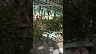 Greenhouse Army MuseumAnnadale Shimla🌿PART3🌿botany PlantCare greenthumb ecology plantgenes [upl. by Ecnerret]