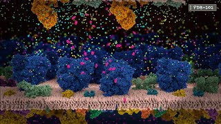 How Neurons Communicate An Introduction to Neurotransmission and Action Potential from PDB101 [upl. by Gianina]