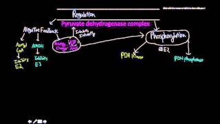 pyruvate dehydrogenase complex regulation [upl. by Eizzo642]