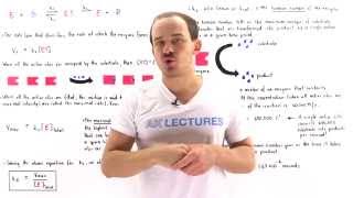 Maximal Velocity and Turnover Number of Enzymes [upl. by Philipson]