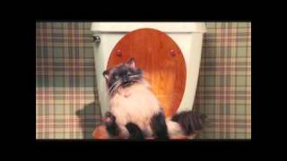 Jinxers the pooping cat HD 720P [upl. by Benedicta853]