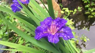 Growing Water iris  Beautiful and care free [upl. by Goldman]