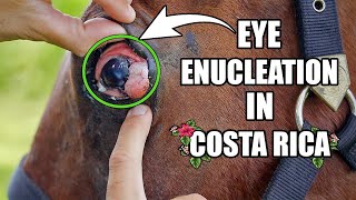 Eye Enucleation in Costa Rica [upl. by Woods886]