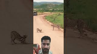 Cheetah thinks twice about attacking serval 😬cheetah trending wildlife leopard wildlife viral [upl. by Aierb]