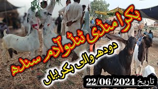 Tando adam bakra Mandi  Mix Goat Breeds  Gulabi kamori patri tapri all updates [upl. by Frederiksen113]