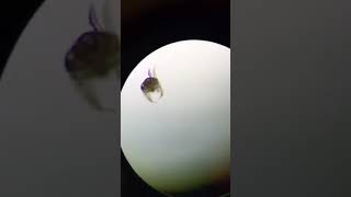 Ear Cytology Ear Mites  Veterinary Video [upl. by Aicined942]