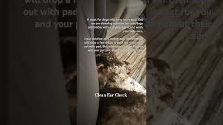 Cleaning hairy doggie ears at home Ear powder to easily grip the hairs prevention dog [upl. by Dionne]