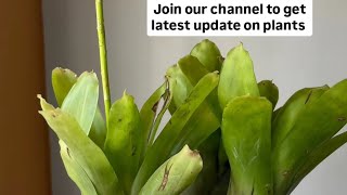 how to grow bromeliad plant in Chennai [upl. by Nolrah]