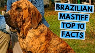 Brazilian Mastiff  TOP 10 Interesting Facts [upl. by Zetnom583]