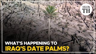 Whats happening to Iraqs date palms  The Hindu [upl. by Lehcem]