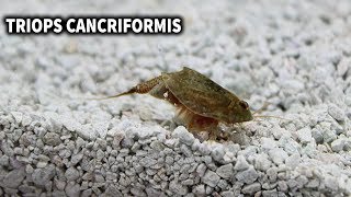 TRIOPS CANCRIFORMIS  CUIDADOS Y ALIMENTACION DEL TRIOPS  AcuaiosLP [upl. by Orvil]