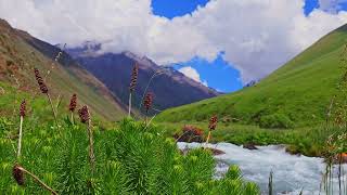 A Serene Mountain Landscape featuring a Flowing Stream with Clementsia semenovii plant in the [upl. by Lemal]