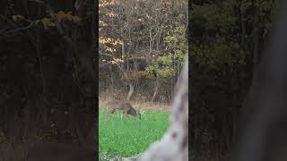 Still loving the Tecomate turnips radishes and oats deer hunting outdoors [upl. by Aernda]