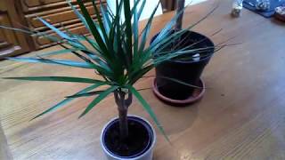 Dracaena marginata Basic care [upl. by Ainel]