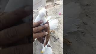 fancy tamlar kabuatr🕊️fancy kabutarbird trendingshortsvideo youtubeshortsvideoviral trending [upl. by Mohandis]