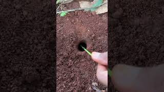 Skills venomous ants catch huge cricket so cool shorts [upl. by The769]