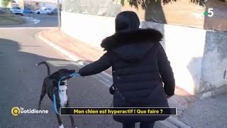 Mon chien est hyperactif  Que faire [upl. by Onil700]