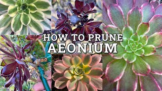 How To Prune amp Trim Aeonium Succulents [upl. by Aliehc262]