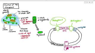 132 Chloroplast Structure Cambridge AS A Level Biology 9700 [upl. by Onoitna]