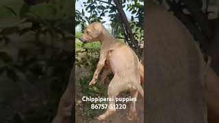 Chippiparai puppies 86757 51220 erode pets doglover dogtrainer [upl. by Eryn]