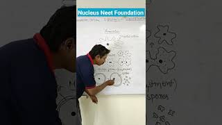 Amoeba Reproduction Binary fission and Multiple fission NCERT XI [upl. by Ahsimed]