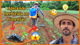 🌿🌱Controle químico das ervas daninhas no pimentão 🌿 🍀capina química [upl. by Aihsik506]