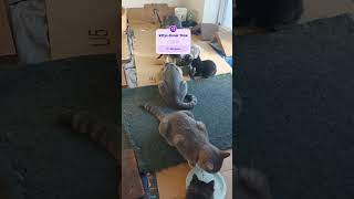 KITTYS DINNER ROUTINE cat feedinganimals cat catlover [upl. by Bloxberg]