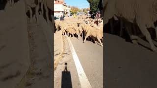 TRASHUMANCIA 🐑 Pastores y ovejas vereda adelante 🐑 [upl. by Michael]