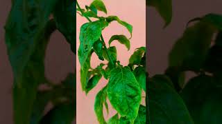 Naga morich [upl. by Jun]