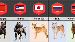 Famous Dog Breeds in different countries comparison video comparison data Almas Data [upl. by Carrissa]