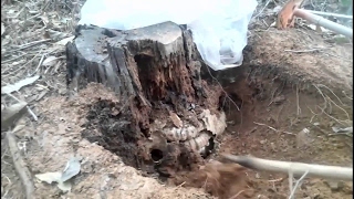 Big Japanese Giant Hornets Nest was Hidden under the ground [upl. by Nnairret]