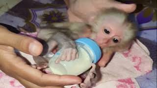 The Surprising Reason Why Baby Monkeys Are the Key to Happiness [upl. by Nick]