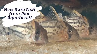 New Rare Corydoras from Pier Aquatics [upl. by Eimmot]