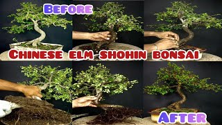 Creating a Chinese Elm bonsai part2chinese elm bonsai for beginners Chinese Elm shohin Bonsai [upl. by Elburt988]