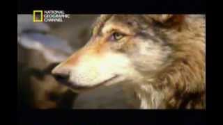 Documental quotEl vientre materno  perrosquot National Geographic P15 [upl. by Sharma]