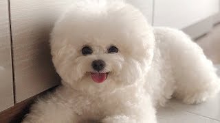 Cute Bichon Frise Puppies Videos Compilation – Cute And Funny Bichon Frise Moments 3 [upl. by Essinger]